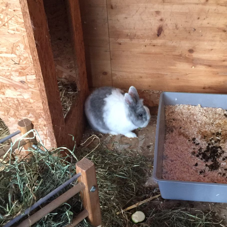 Dalya zuhause gefunde 1 001