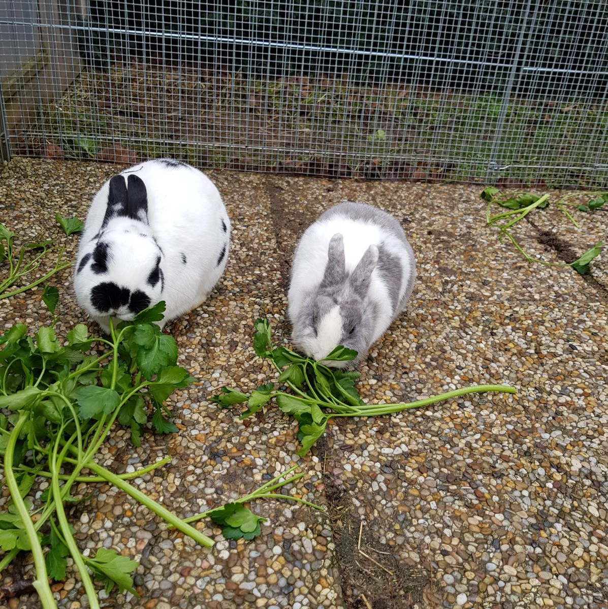 Dalya zuhause gefunde 2 001