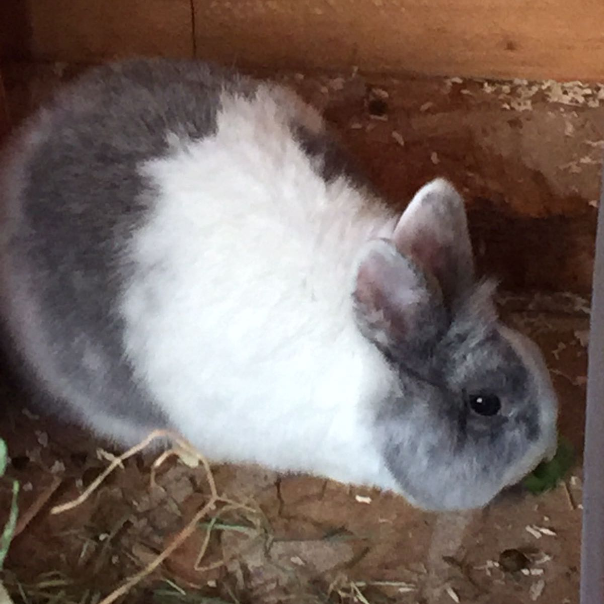 Dalya zuhause gefunde 3 001