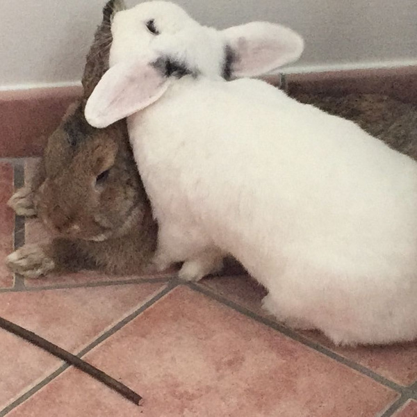 2017 09 Everly zuhause gefunden 1