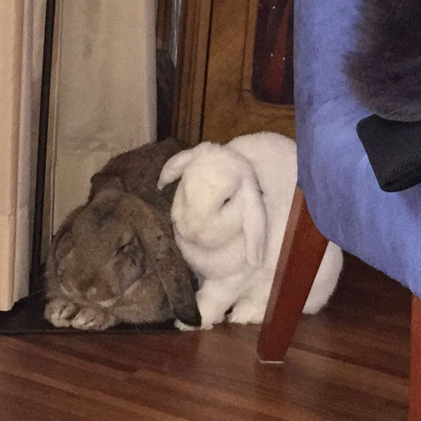 2017 09 Everly zuhause gefunden 2