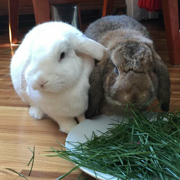 2017 09 Everly zuhause gefunden 3