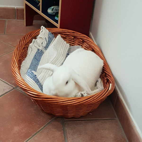 2017 09 Everly zuhause gefunden 4