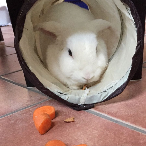 2017 09 Everly zuhause gefunden 5