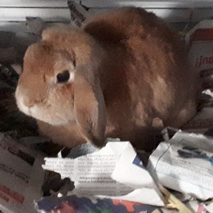 2018 02 Frau Rosi zuhause gefunden 1