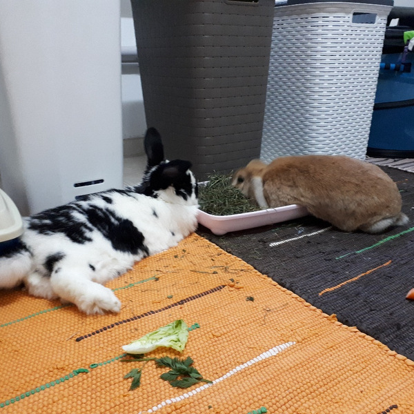 2018 02 Frau Rosi zuhause gefunden 2