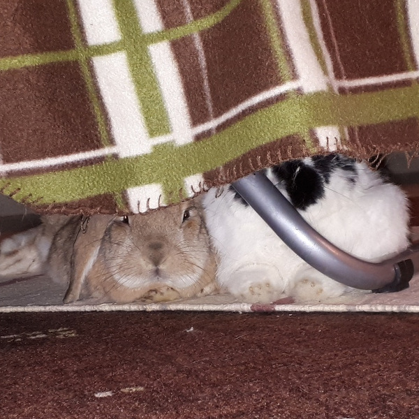 2018 02 Frau Rosi zuhause gefunden 3