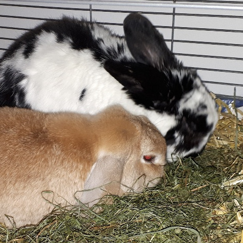 2018 02 Frau Rosi zuhause gefunden 4