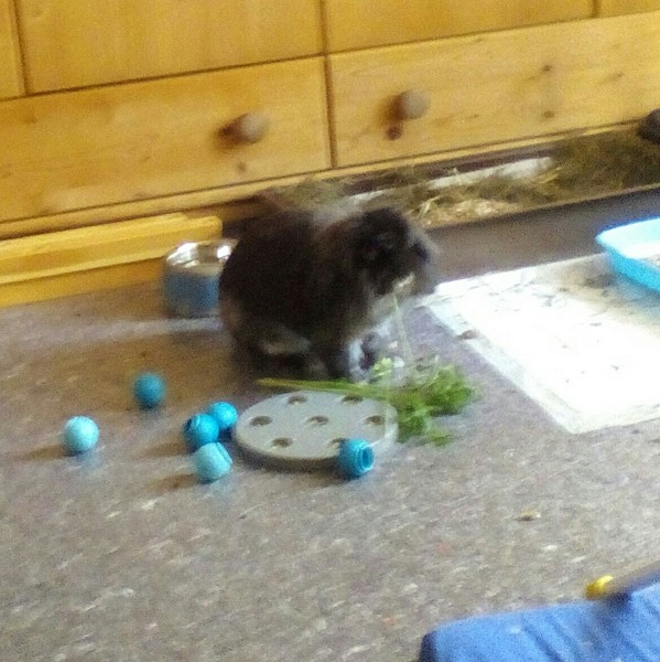 Lady Oskar zuhause gefunden