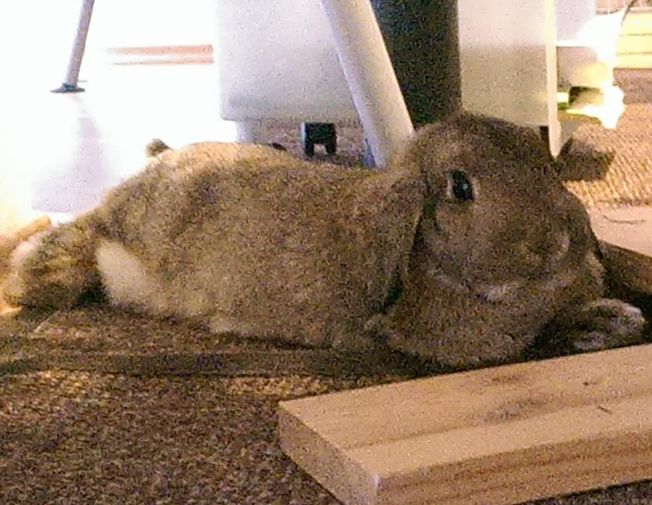 Little Angel zuhause gefunden 1 001