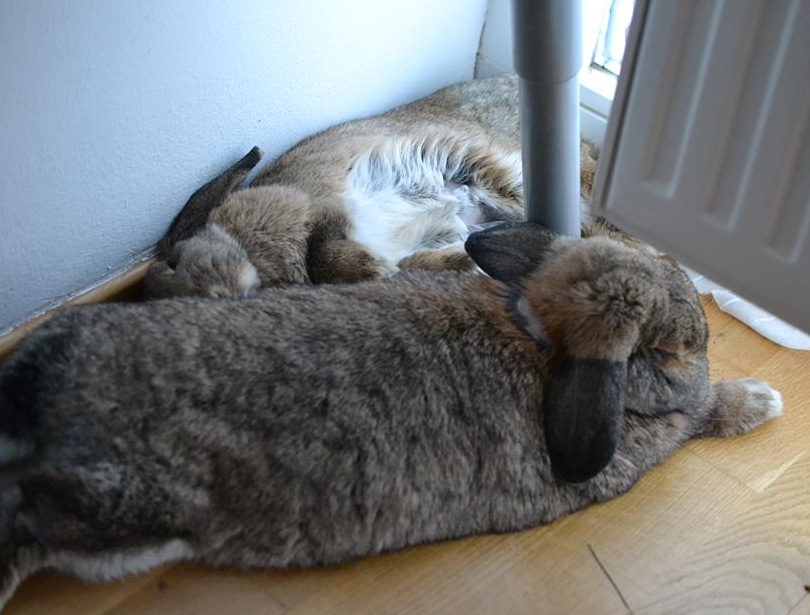 Little Angel zuhause gefunden 4 001