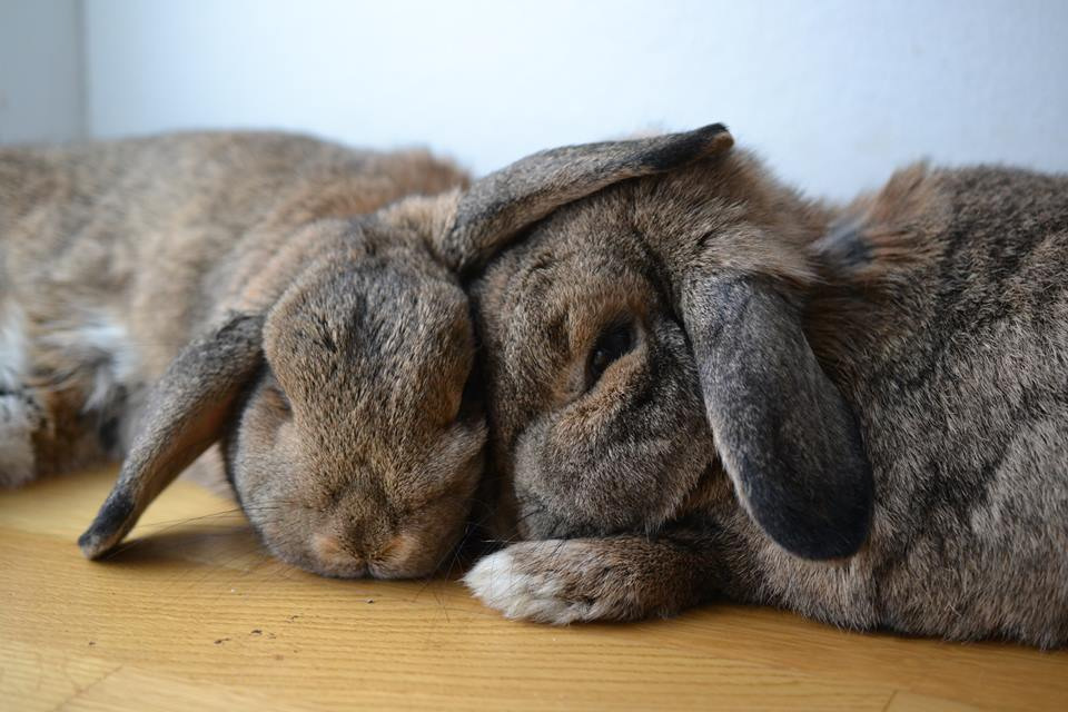 Little Angel zuhause gefunden 5 001