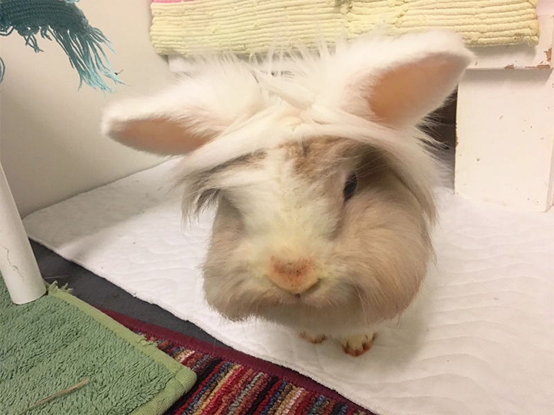 Miss Pebbles 1