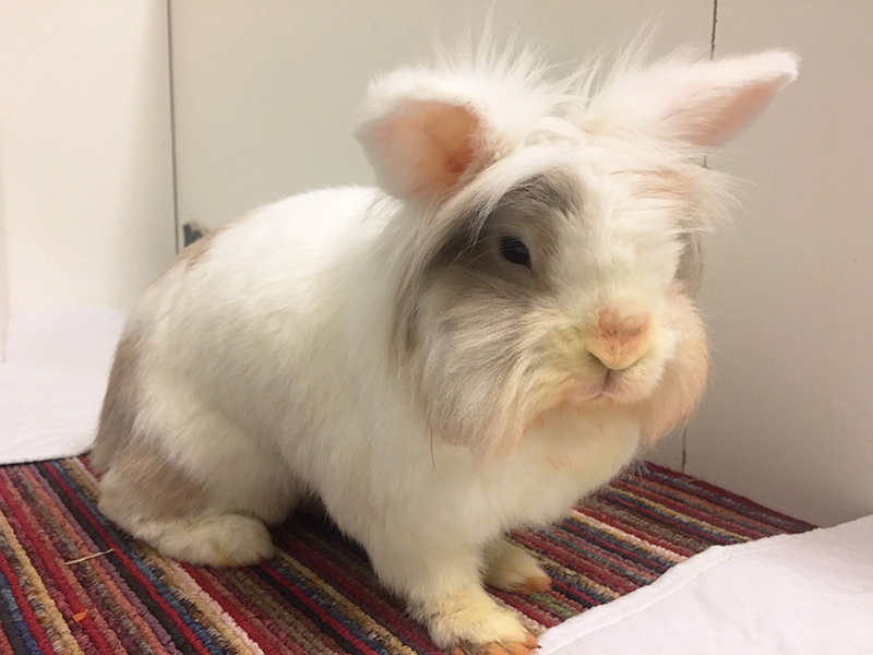 Miss Pebbles 2