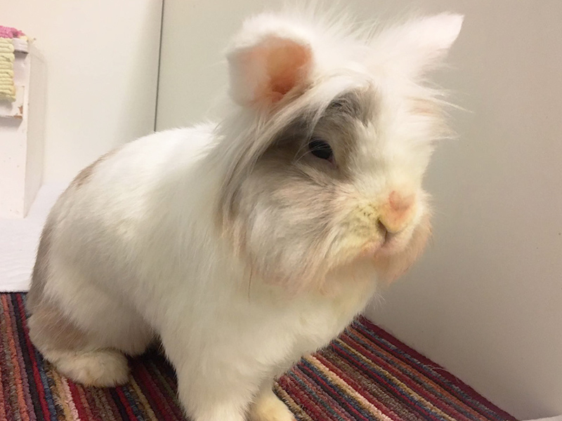 Miss Pebbles 3