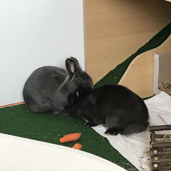 2018 03 Antonie zuhause gefunden 1