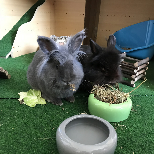 2018 03 Antonie zuhause gefunden 2