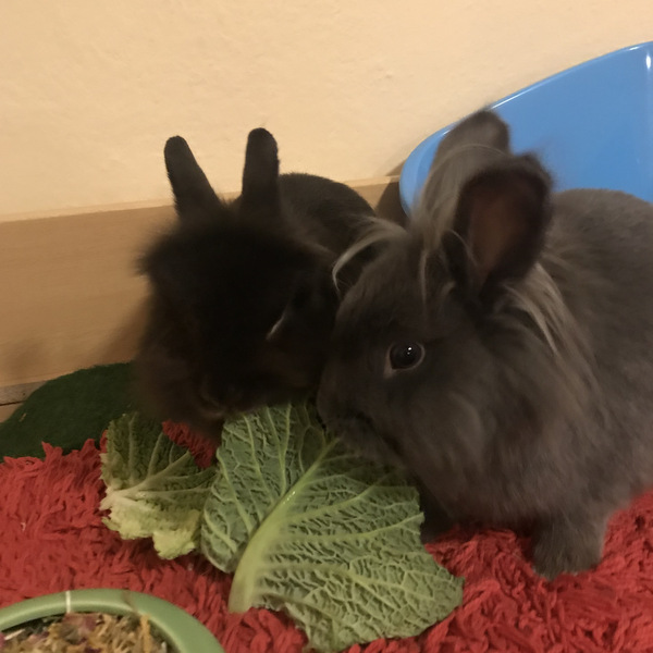 2018 03 Antonie zuhause gefunden 3