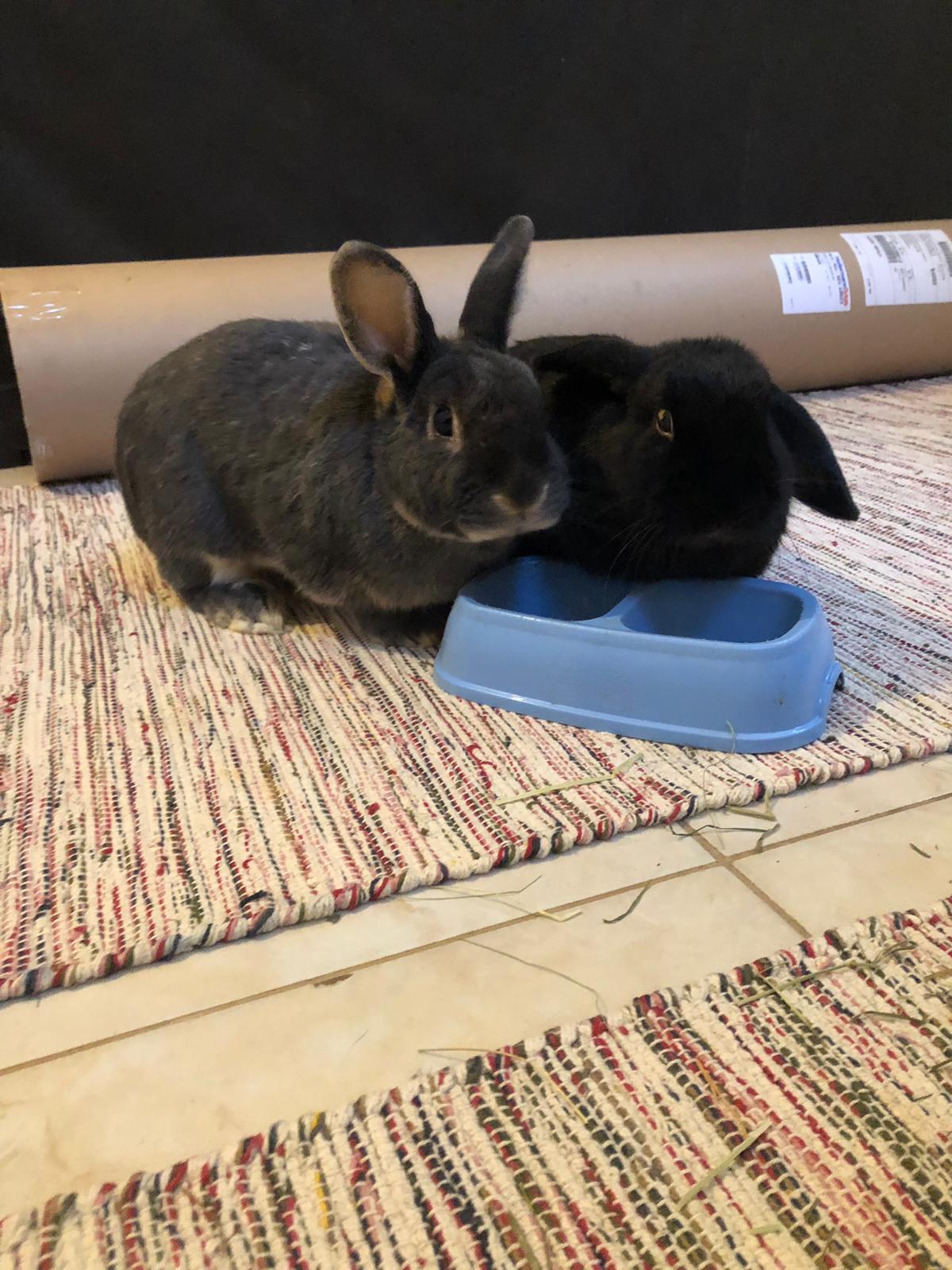 Kaninchen Avery und Paul z1