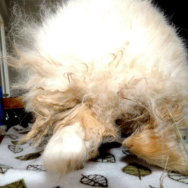 2018 07 Bunny ankunft 2