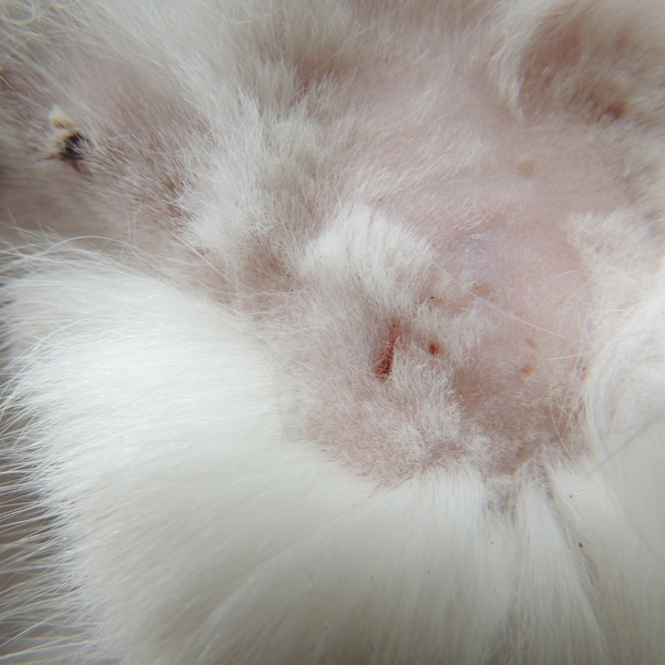 2018 07 Bunny ankunft 3