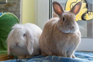 2018 09 Bunny zuhause gefunden 1 001