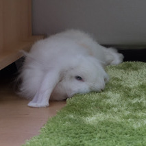 2018 09 Bunny zuhause gefunden 2 001