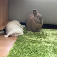 2018 09 Bunny zuhause gefunden 3 001