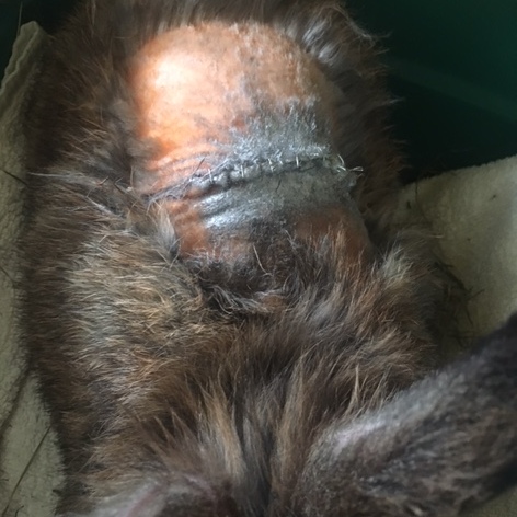 2018 08 Carol Notfall Mitisgasse 1 001