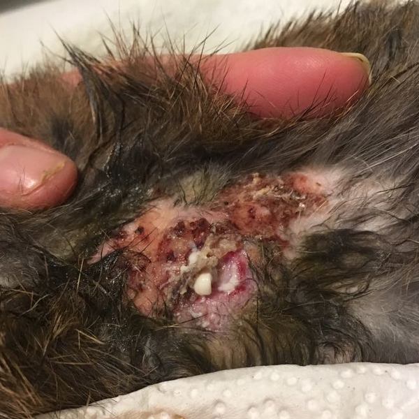 2018 08 Carol Notfall Mitisgasse 4 001