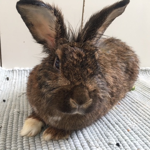 2018 08 Carol Notfall Mitisgasse 5 001