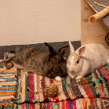 Carol zuhause gefunden 1