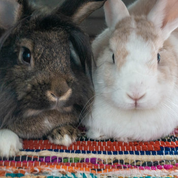 Carol zuhause gefunden 2