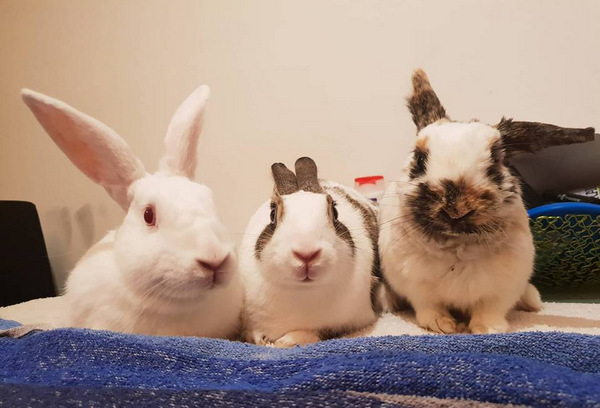 2018 08 Zuckerl und Dream zuhause gefunden 1