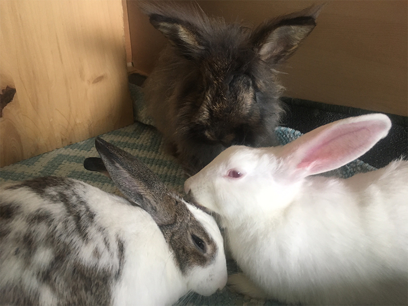 Dream Zuckerl Timotheus1