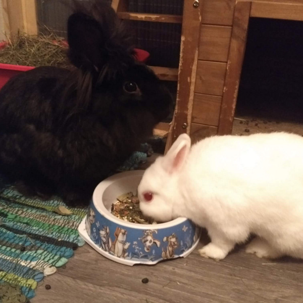 Fanny und noel zuhause gefunden 1