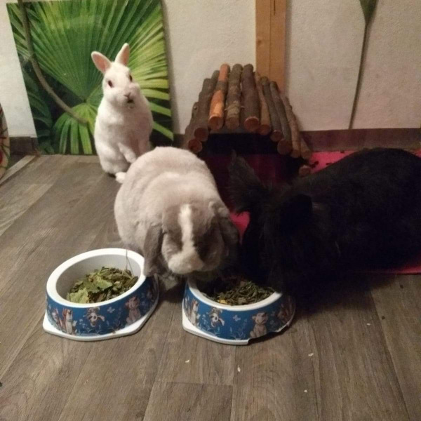 Fanny und noel zuhause gefunden 2