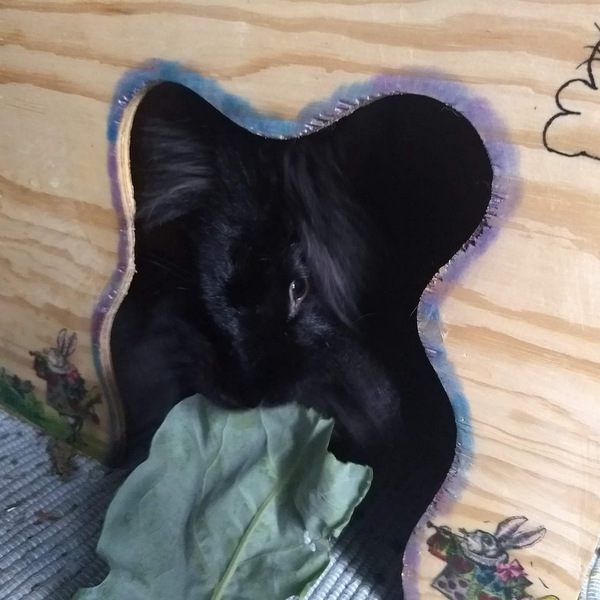 Fanny zuhause gefunden 1