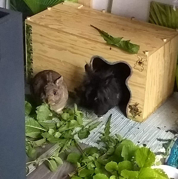 Fanny zuhause gefunden 2