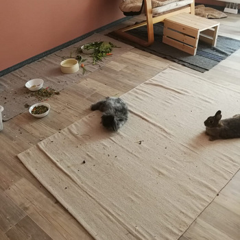 2018 09 Flower zuhause gefunden 1