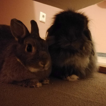 2018 09 Flower zuhause gefunden 2