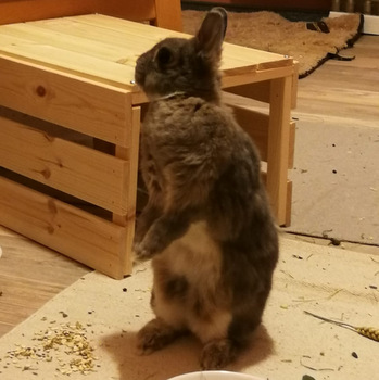 2018 09 Flower zuhause gefunden 3