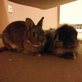 2018 09 Flower zuhause gefunden 4