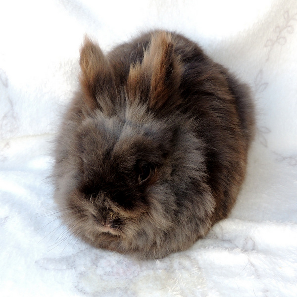 2018 07 Gretelchen 1