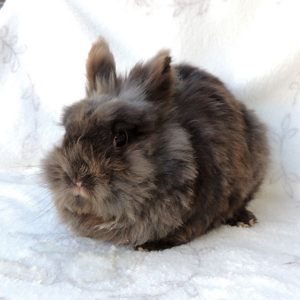 2018 07 Gretelchen 2