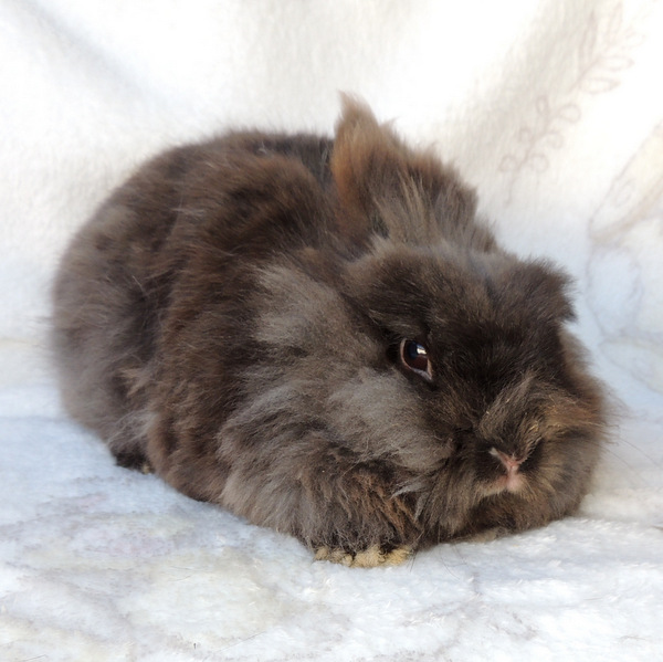 2018 07 Gretelchen 3