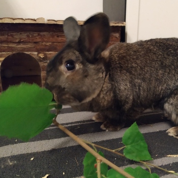 2018 12 Julie zuhause gefunden 1