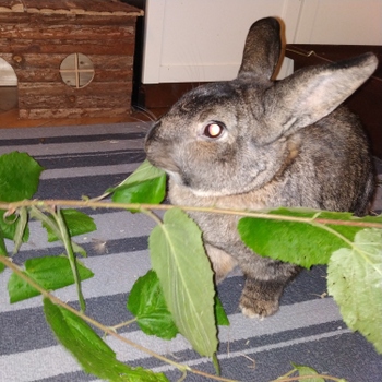 2018 12 Julie zuhause gefunden 2