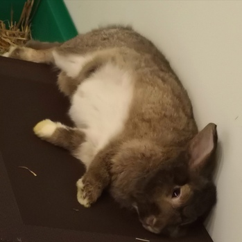 2018 12 Klara zuhause gefunden 2