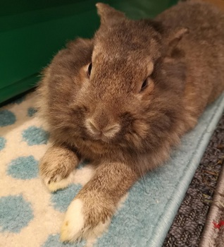 2018 12 Klara zuhause gefunden 3